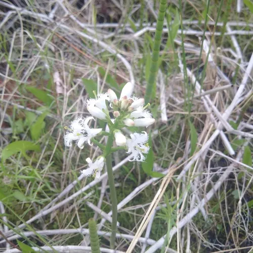 Bogbean