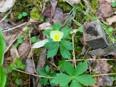 Eastern Globeflower thumbnail 4