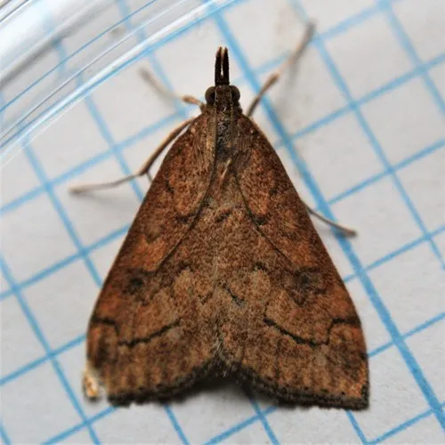 Udea profundalis