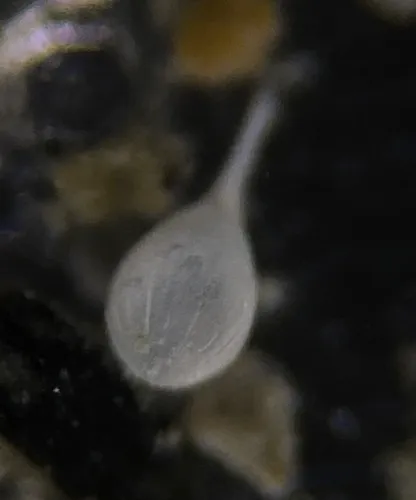 Lagena semistriata