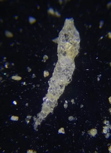 Reophax subfusiformis