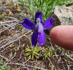 Sutherland's Larkspur thumbnail 1