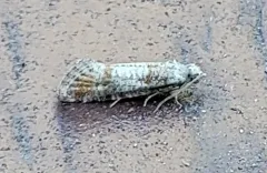 Pitch Pine Tip Moth thumbnail 2
