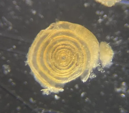 Cornuspira involvens