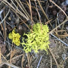 wolf lichen thumbnail 4