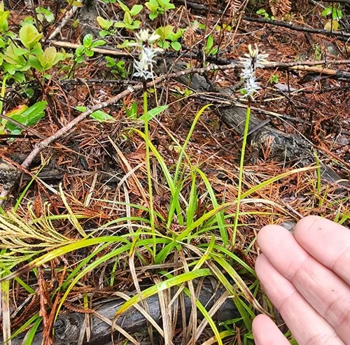 northwestern sedge