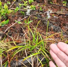 northwestern sedge thumbnail 1