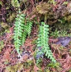 western polypody thumbnail 1