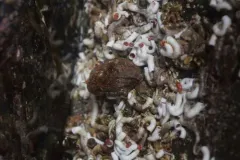 Hemithiris psittacea thumbnail 4