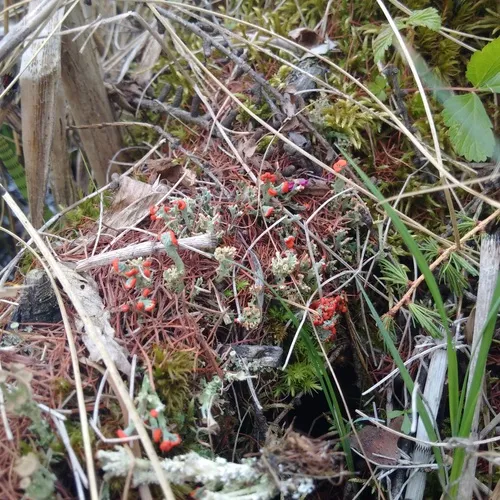 British soldier lichen