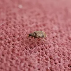 European Elm Flea Weevil thumbnail 1