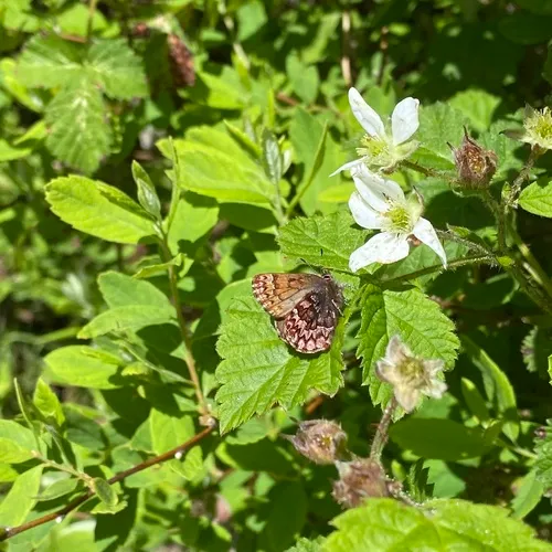 Western Pine Elfin