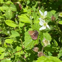Western Pine Elfin thumbnail 1