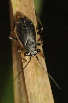 Labops hirtus thumbnail 4
