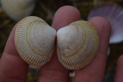Low-rib Cockle