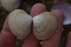 Low-rib Cockle thumbnail 1
