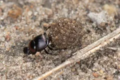 Canthon viridis thumbnail 2