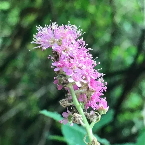 Rose Spirea