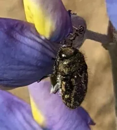 Acmaeodera retifera thumbnail 1