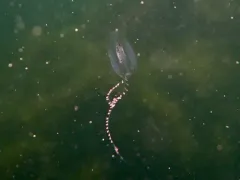 Euplokamis dunlapae thumbnail 4
