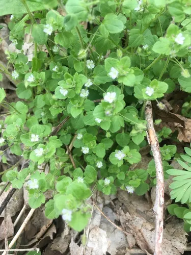 Pink Ivy-leaved Speedwell