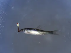 Eastern Silvery Minnow thumbnail 4