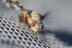 Eurosta cribrata thumbnail 2