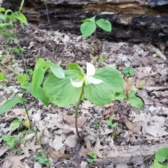 drooping trillium thumbnail 2