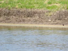 Marsh Sandpiper thumbnail 2