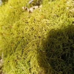 Shaded Wood-moss thumbnail 1
