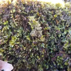 Handsome Woollywort thumbnail 3