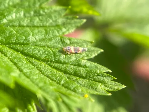Grapevine Leafhopper