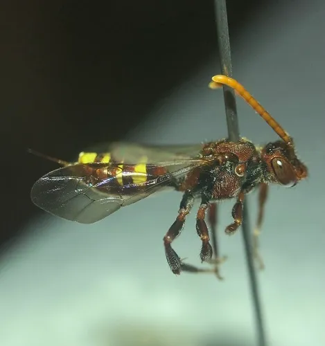 Yellow-banded Nomad