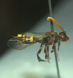 Yellow-banded Nomad thumbnail 1
