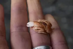 Aleutican Hermit Crab thumbnail 4