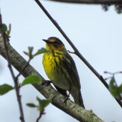 Cape May Warbler thumbnail 3