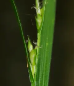 Hitchcock's Sedge thumbnail 2