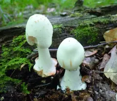 White American Star-Footed Amanita thumbnail 2