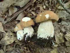 Boletus nobilissimus thumbnail 3
