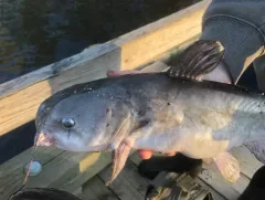White Catfish thumbnail 4
