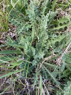 Palouse Thistle thumbnail 2