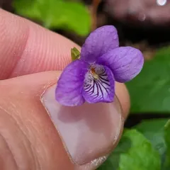 Howell's violet thumbnail 3