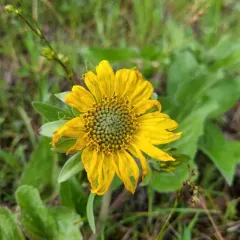 deltoid balsamroot thumbnail 3