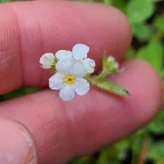Clearwater cryptantha thumbnail 4