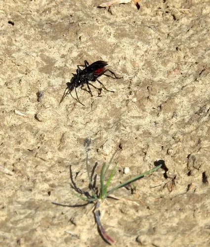 Priocnemis oregona