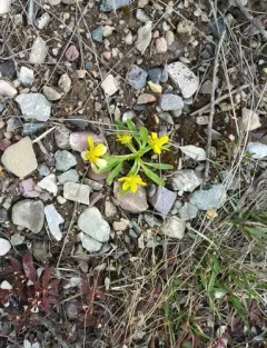 Utah buttercup thumbnail 2