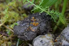 Cheilymenia stercorea thumbnail 3