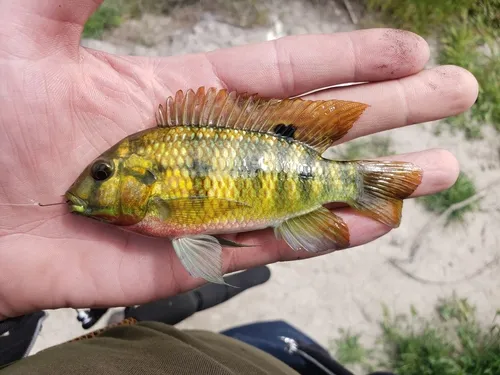Redbelly Tilapia