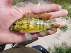 Redbelly Tilapia thumbnail 1