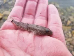Bear Lake Sculpin thumbnail 3